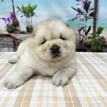 チャウチャウ【千葉県・女の子・2024年4月19日・クリーム】の写真「鼻ぺちゃお顔のチャウチャウ♪」