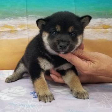 柴犬(豆柴)【千葉県・女の子・2022年7月19日・黒】の写真「かわいい黒豆柴です♪」