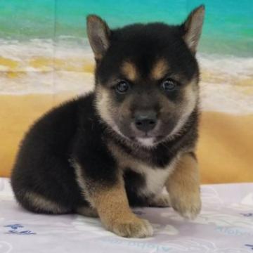 柴犬(豆柴)【千葉県・女の子・2022年7月19日・黒】の写真「かわいい黒豆柴です♪」