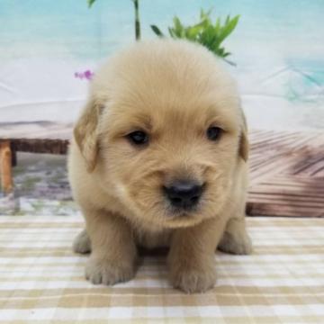 ゴールデンレトリバー【千葉県・男の子・2022年9月6日・ゴールデン】の写真「父犬DM変性性脊髄症クリアです！」