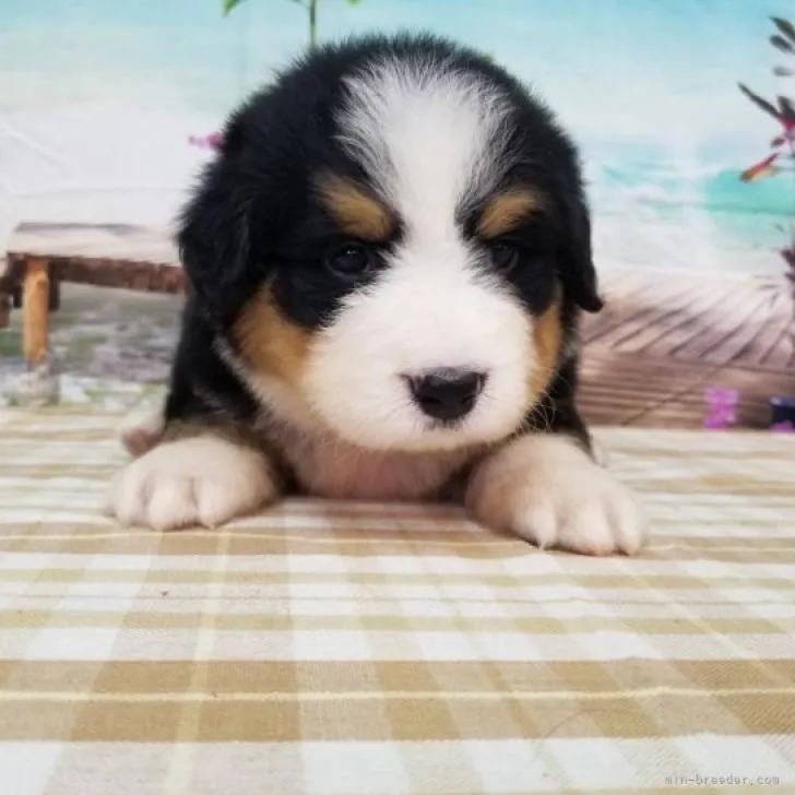 ID:2207-04414の子犬