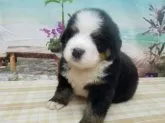 バーニーズ・マウンテン・ドッグ【千葉県・男の子・2023年4月14日・ブラックラスト&ホワイト】の写真2