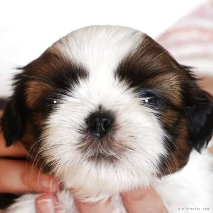 ID：2511-02232の子犬