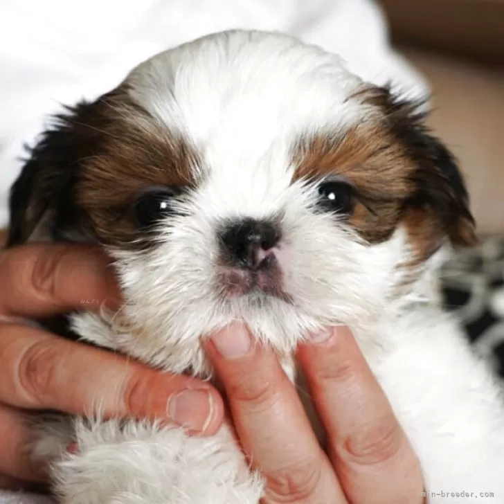 ID：2509-01968の子犬