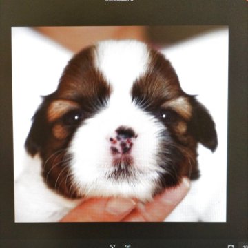 シーズー【千葉県・女の子・2025年10月10日・ゴールド&ホワイト】の写真「父親　カナダチャンピオン」