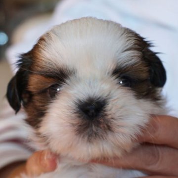 シーズー【千葉県・女の子・2024年10月24日・ゴールド&ホワイト】の写真「父・カナダチャンピオン」