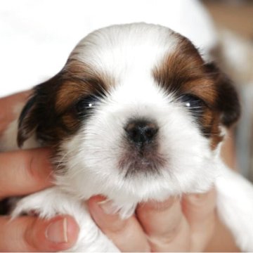 シーズー【千葉県・女の子・2025年10月7日・ゴールド&ホワイト】の写真「父・JKCチャンピオン」