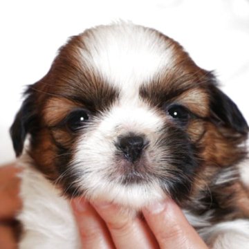 シーズー【千葉県・女の子・2025年10月6日・ゴールド&ホワイト】の写真「両親共にチャンピオン」