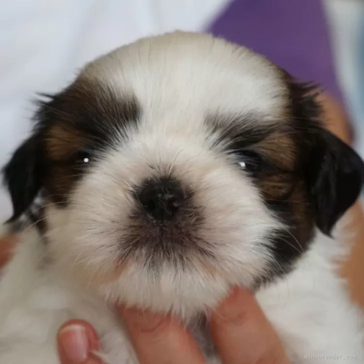 ID：2408-05321の子犬