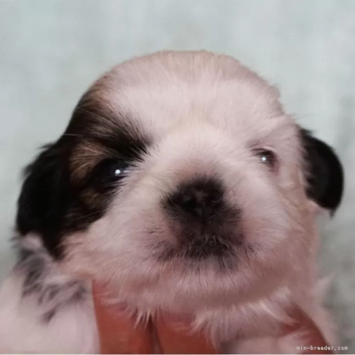 ID:2404-01266の子犬