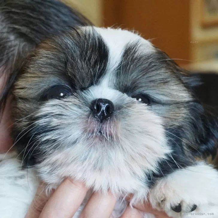 ID：2407-01262の子犬