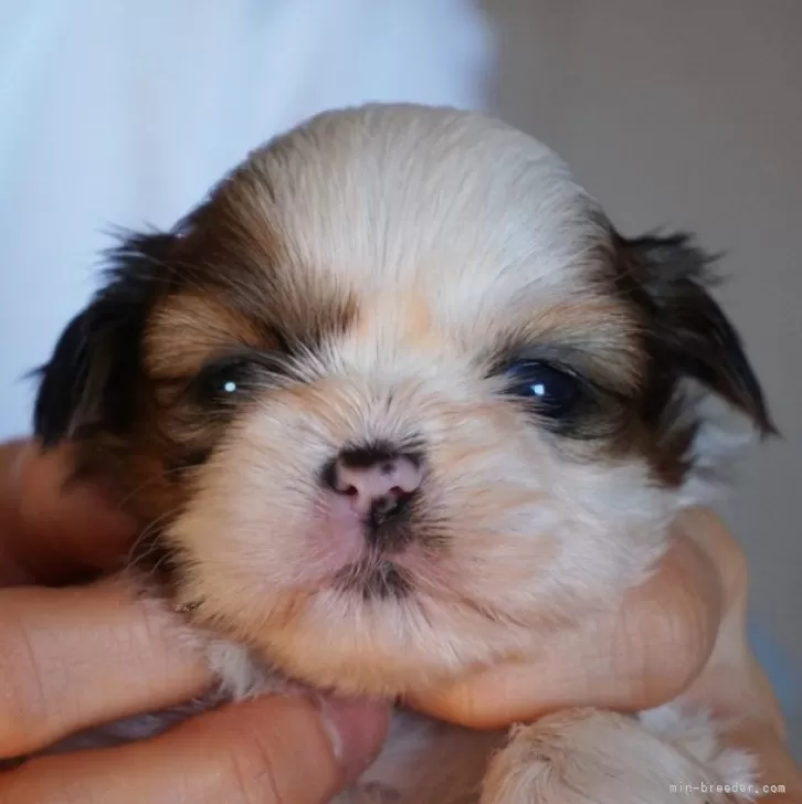 ID：2402-02590の子犬