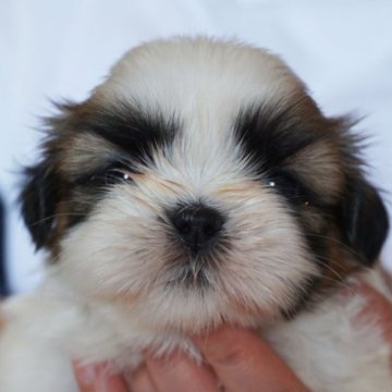 シーズー【千葉県・男の子・2024年4月12日・ゴールド&ホワイト】の写真「父はインターチャンピオン」