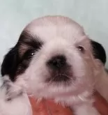 シーズー【千葉県・女の子・2024年3月17日・ゴールド&ホワイト】の写真2