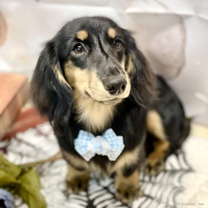 ID:2408-04344の子犬