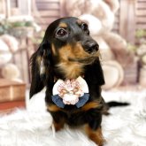 カニンヘンダックスフンド(ロング)