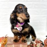 カニンヘンダックスフンド(ロング)