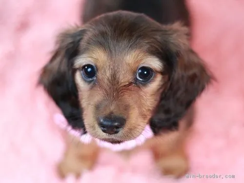ID：2104-00732の子犬