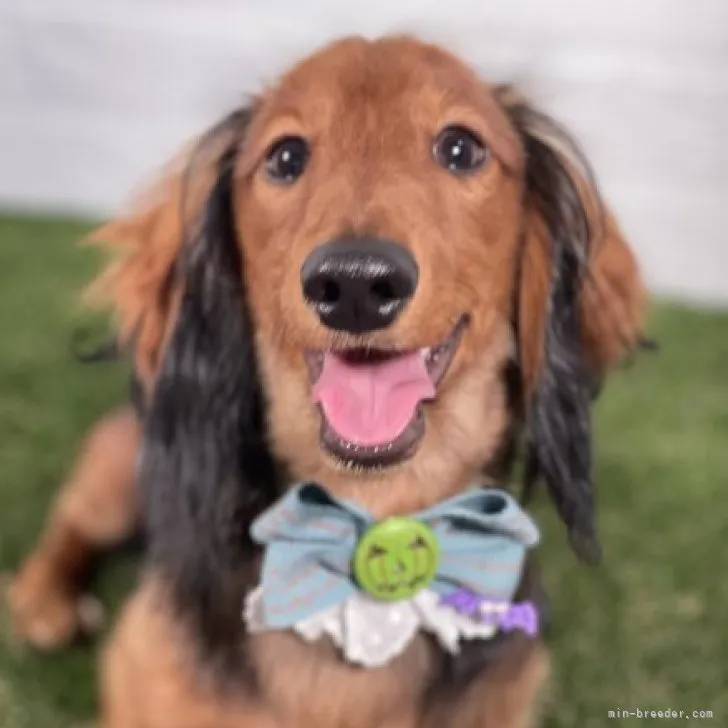ID：2304-02254の子犬