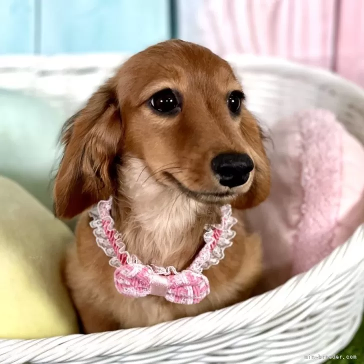 ID：2410-07030の子犬