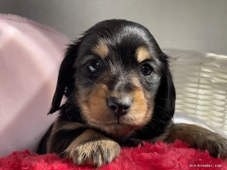 ID：2111-00901の子犬