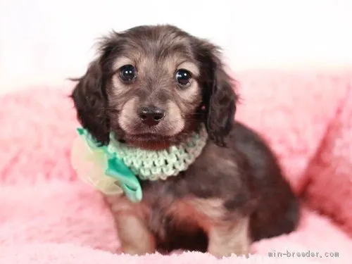 ID:2103-00962の子犬