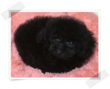 トイプードル(ティーカップ)【埼玉県・男の子・2017年9月28日・ブラック】の写真「マイクロちびちび王子♬PRA発症しません☆」