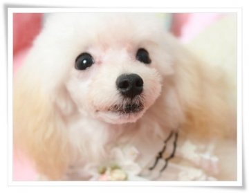 トイプードル(ティーカップ)【埼玉県・男の子・2017年3月30日・クリーム】の写真「ティーカップサイズ♪優良血統！PRA発症しません！」