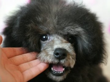 トイプードル(タイニー)【埼玉県・男の子・2018年8月4日・シルバー】の写真「パパはJKC.CH」