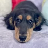 ミニチュアダックスフンド(ロング)【埼玉県・男の子・2023年11月13日・ブラックタン】の写真2