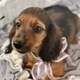 カニンヘンダックスフンド(ロング)【埼玉県・男の子・2024年5月31日・シェーデッドレッド】の写真2