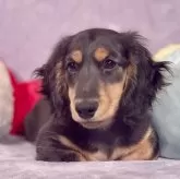 ミニチュアダックスフンド(ロング)【埼玉県・男の子・2023年11月13日・ブラックタン】の写真5