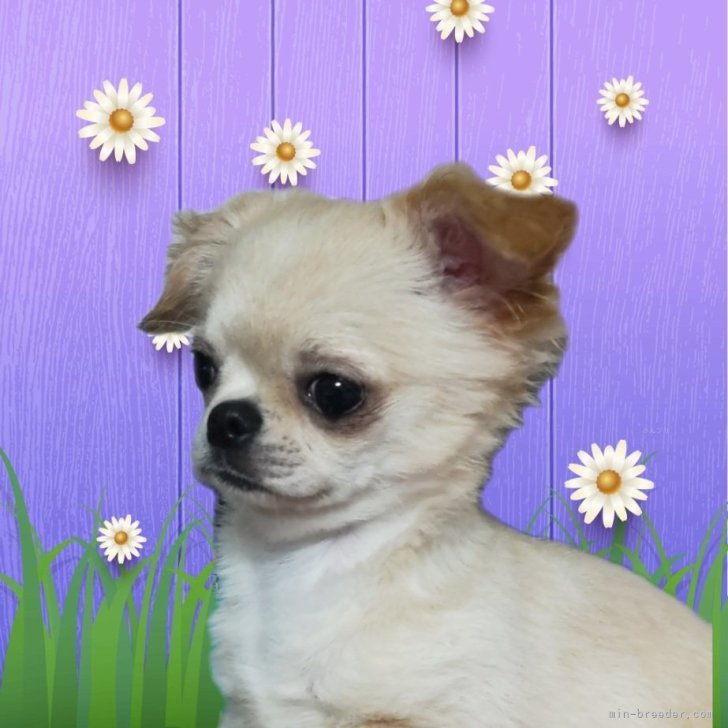 ブリーダー画像