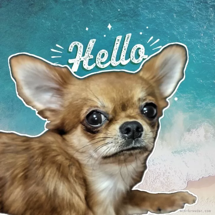 ID：2507-02364の子犬