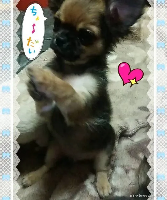 ID：1801-01220の子犬