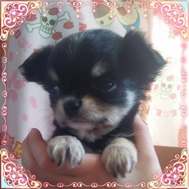 ID:1803-00873の子犬