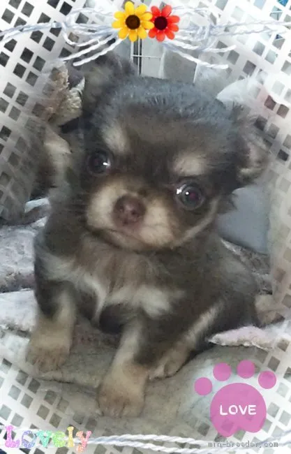 ID：2003-00604の子犬