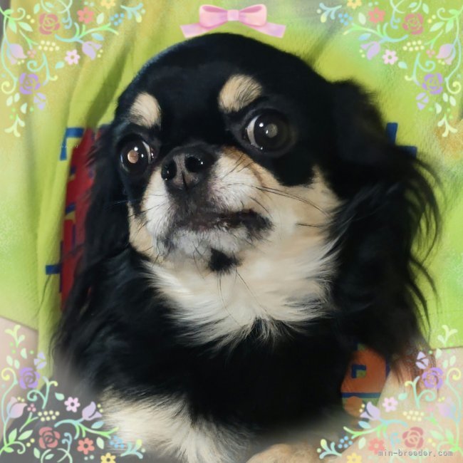 チワワ(ロング)【・女の子・2019年5月22日・ブラックタン】