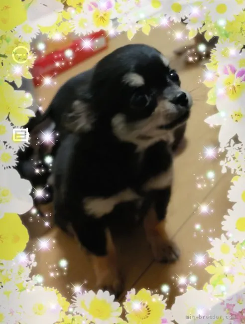 Y.Ｉ 様のお迎えした子犬