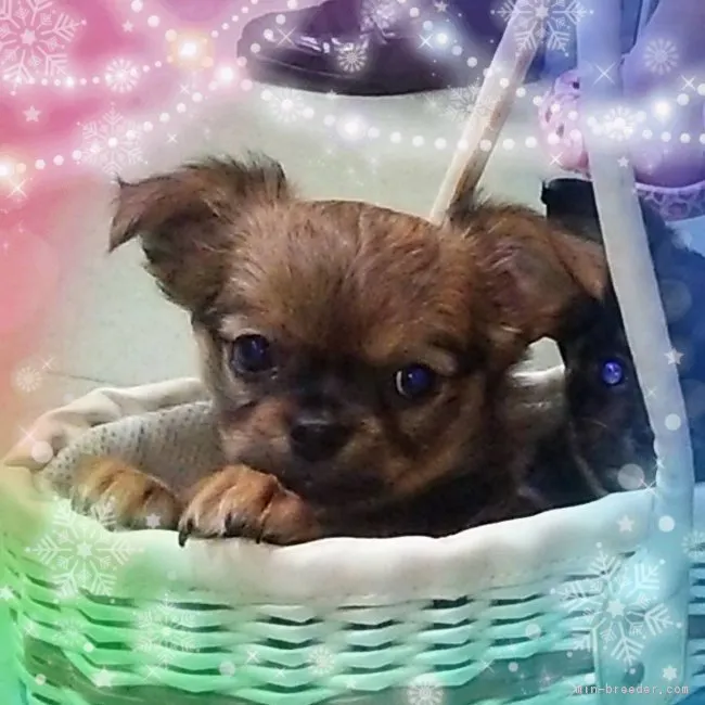 菊池真弓 様のお迎えした子犬