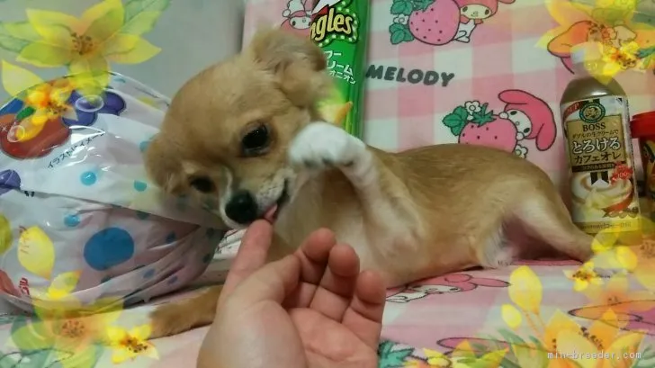 ID:1808-00128の子犬