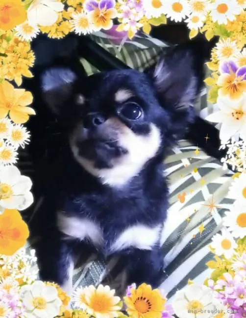 ID:1907-01277の子犬