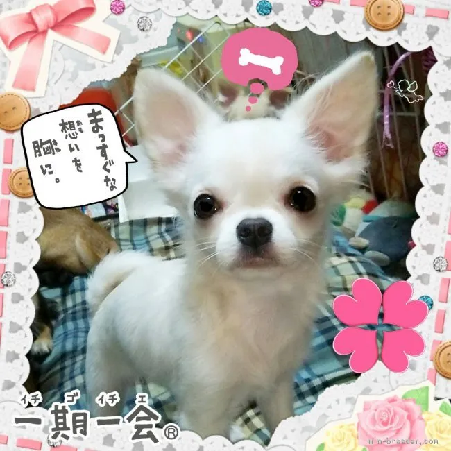 ID：2003-00637の子犬