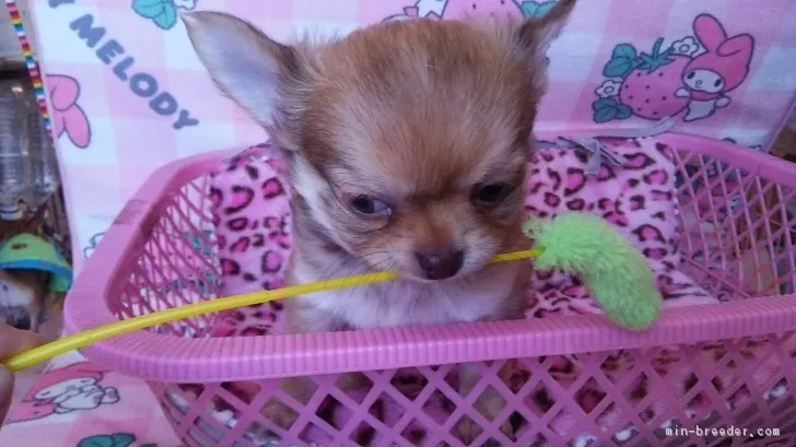 癒しのチワワ 様のお迎えした子犬