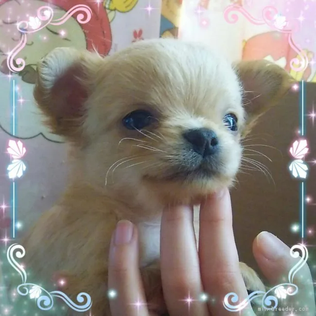 yyrhハハ 様のお迎えした子犬