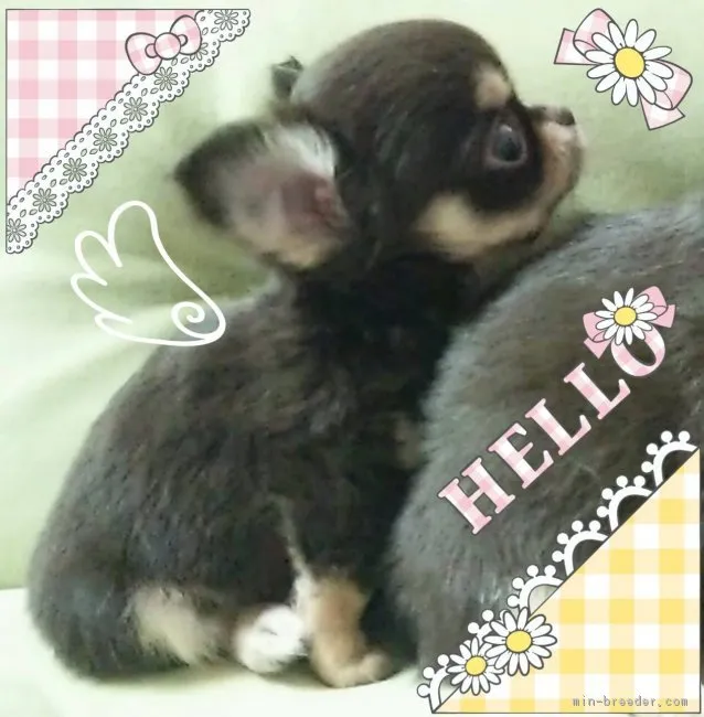 ぼんちゃん 様のお迎えした子犬