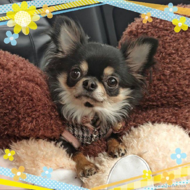 チワワ(ロング)【・女の子・2020年9月19日・ブラックタン】