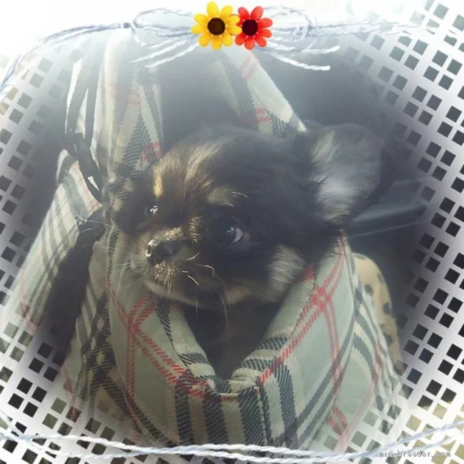 ID：2002-02841の子犬