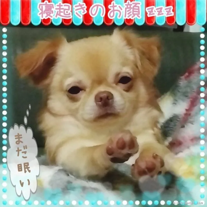 ID:2210-02202の子犬