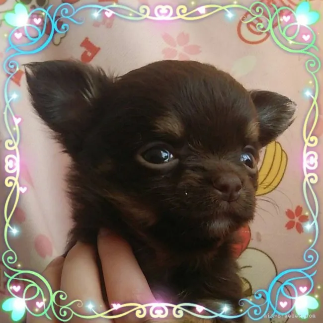 Juri 様のお迎えした子犬
